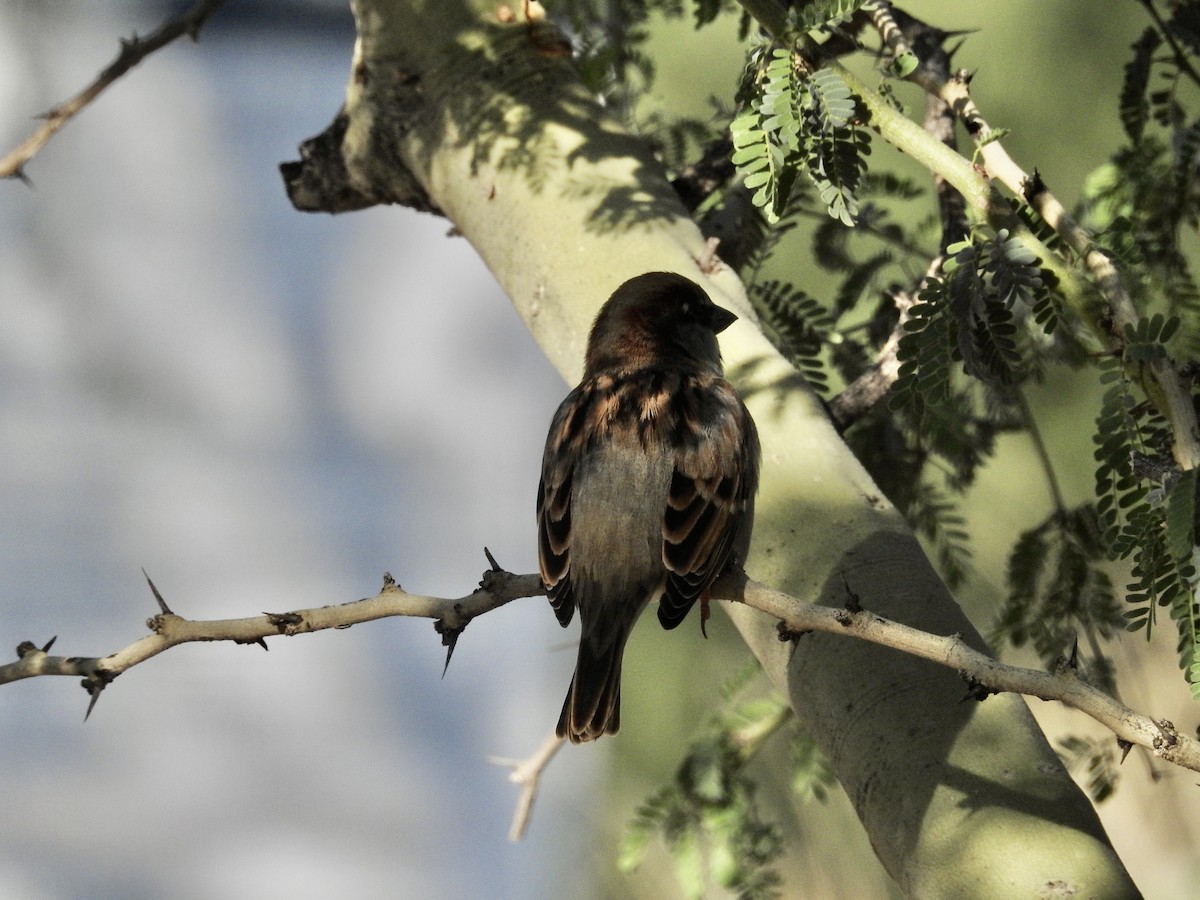 House Sparrow - ML646201650