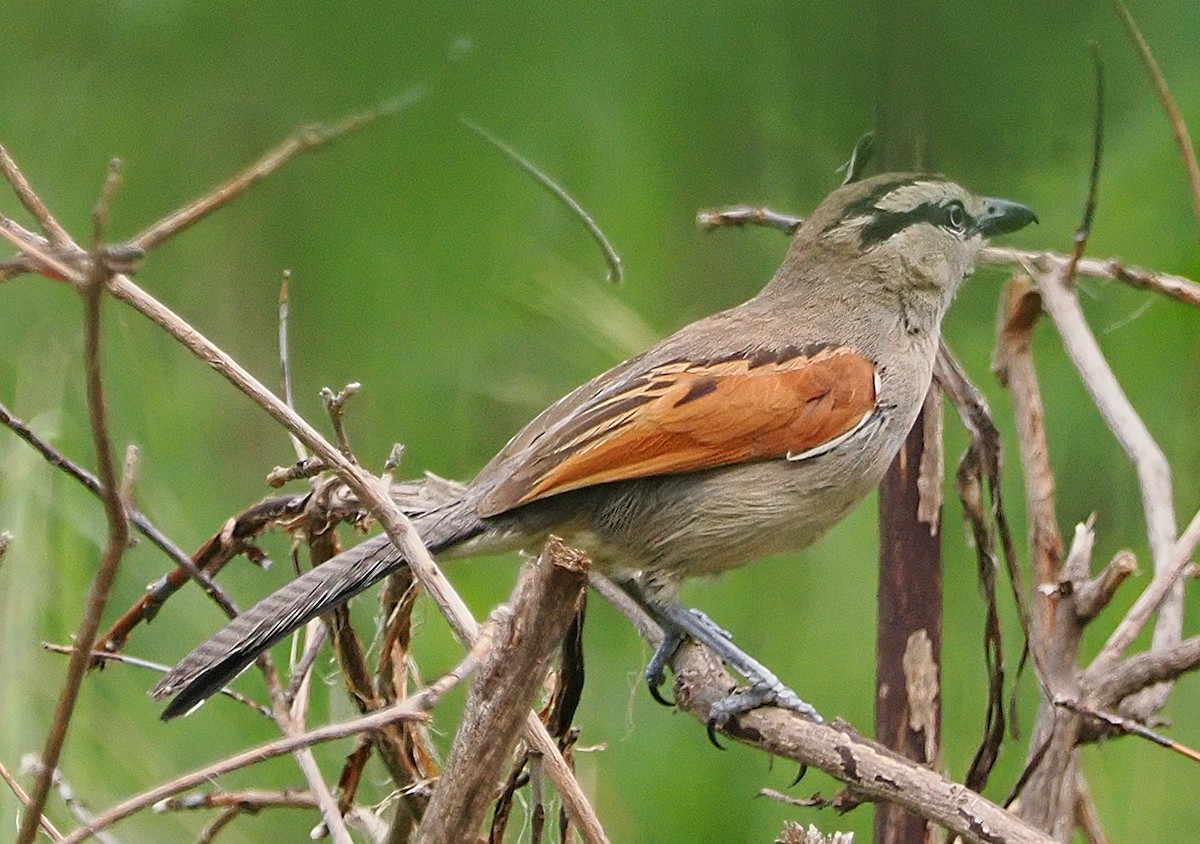Brown-crowned Tchagra - ML646201651