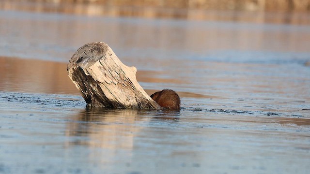 American Mink - ML646201652