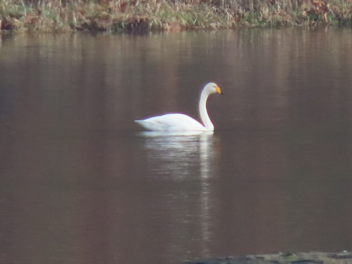 Whooper Swan - ML646201654