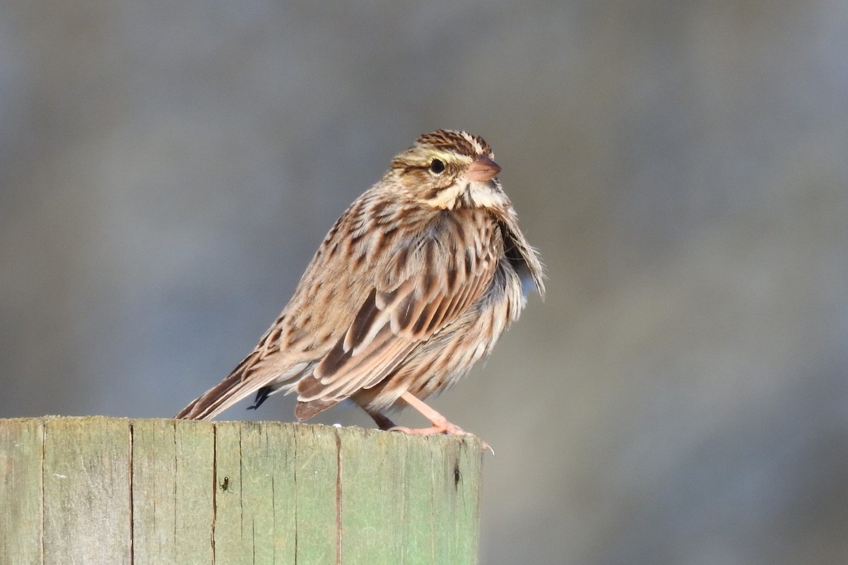 稀樹草鵐 - ML646201655