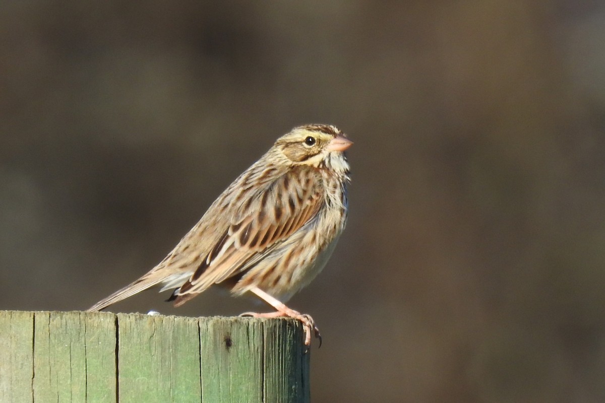 稀樹草鵐 - ML646201656