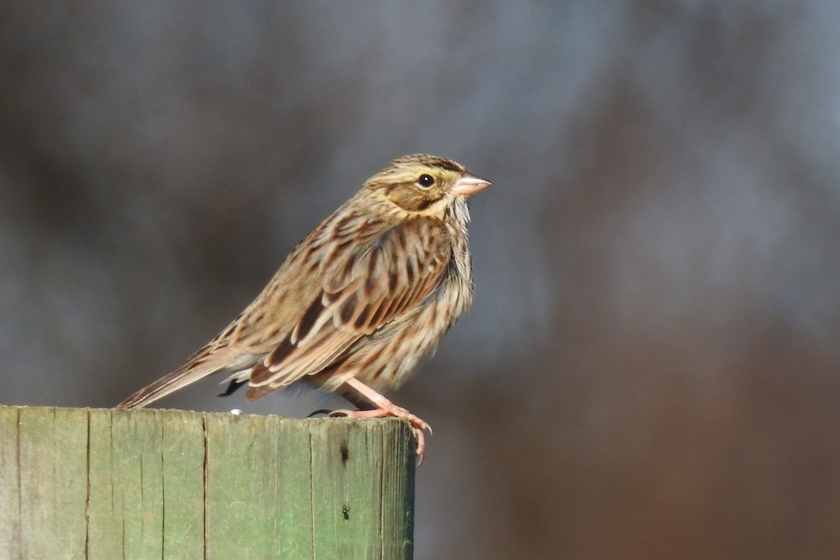 稀樹草鵐 - ML646201657