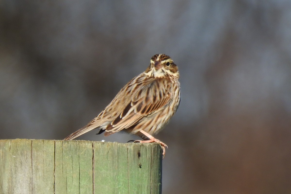 稀樹草鵐 - ML646201658