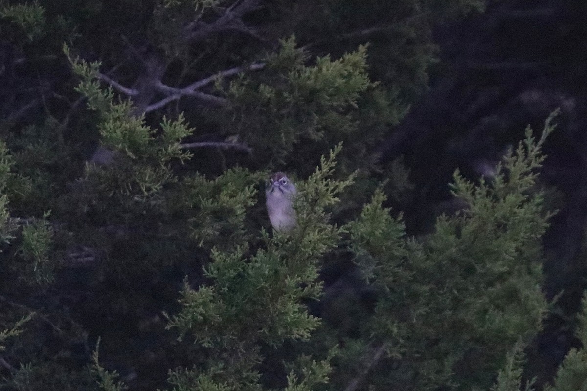 Rufous-crowned Sparrow - ML646201659