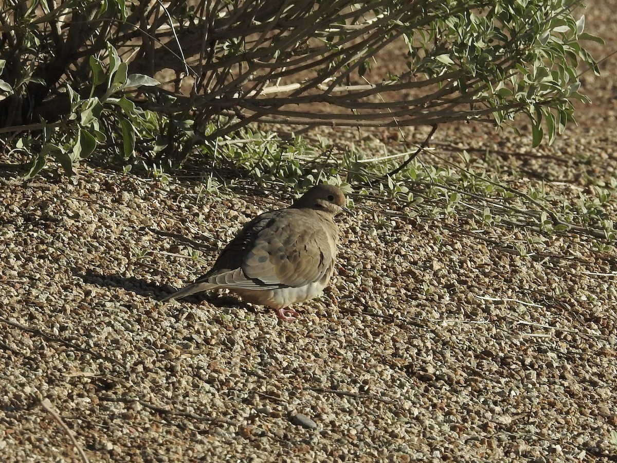 Mourning Dove - ML646201660