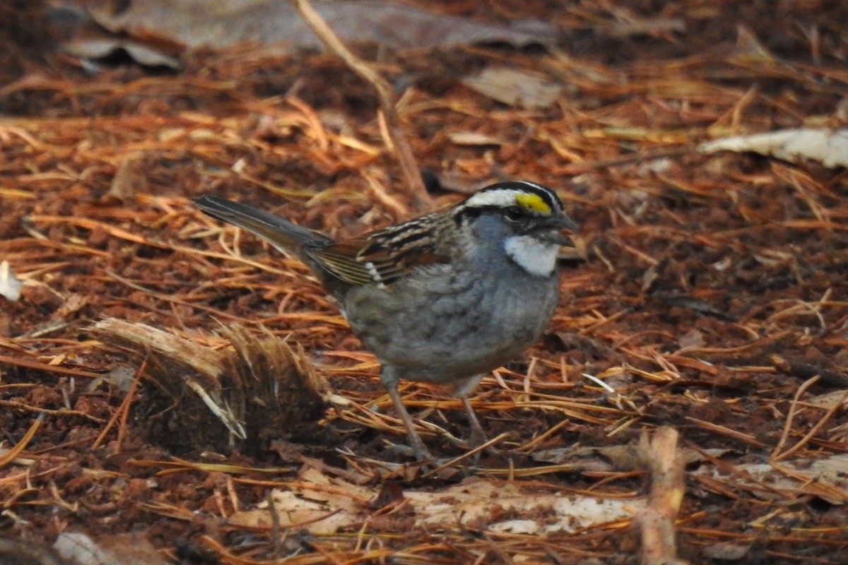 White-throated Sparrow - ML646201661