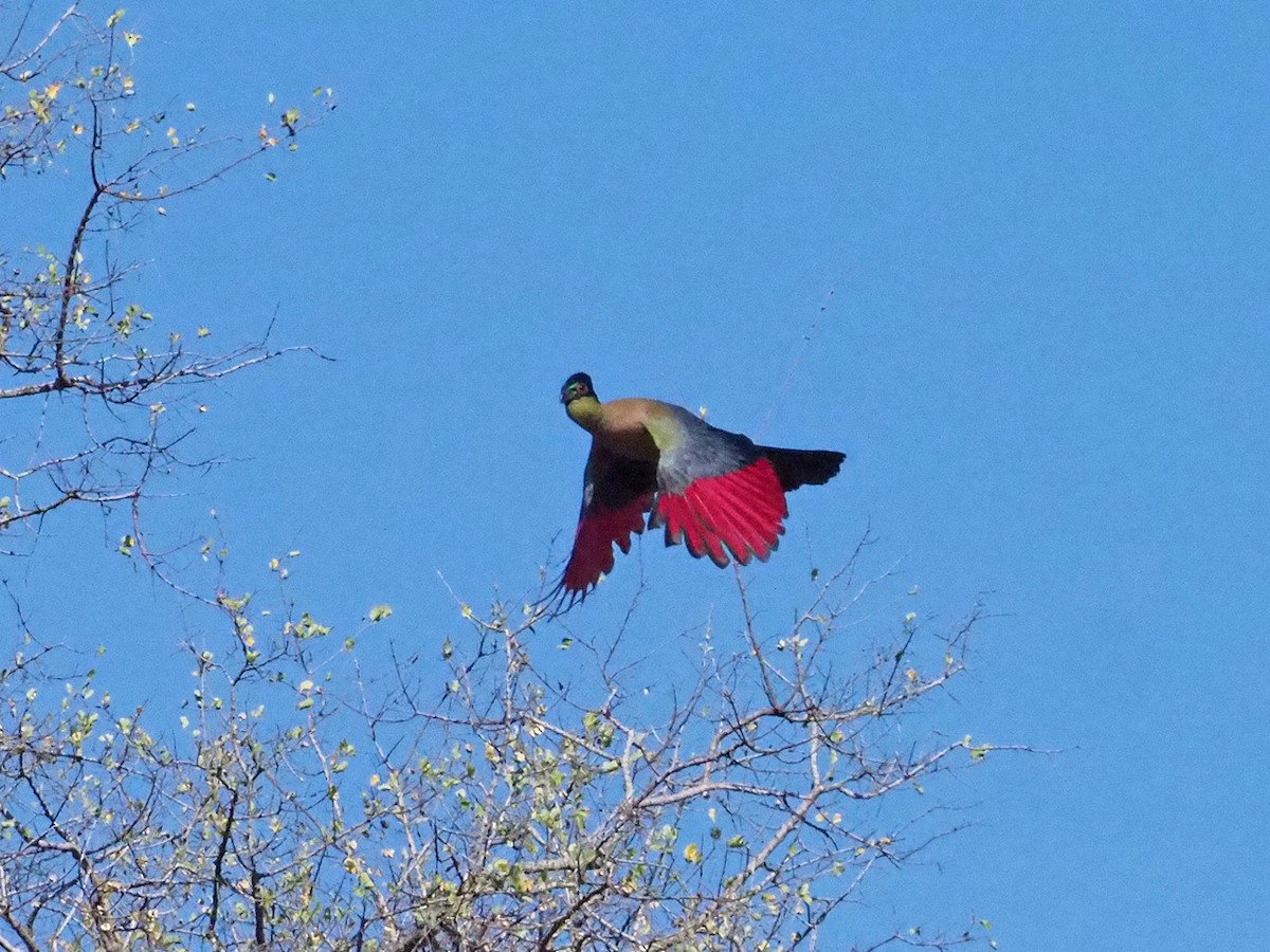 Purple-crested Turaco - ML646201662