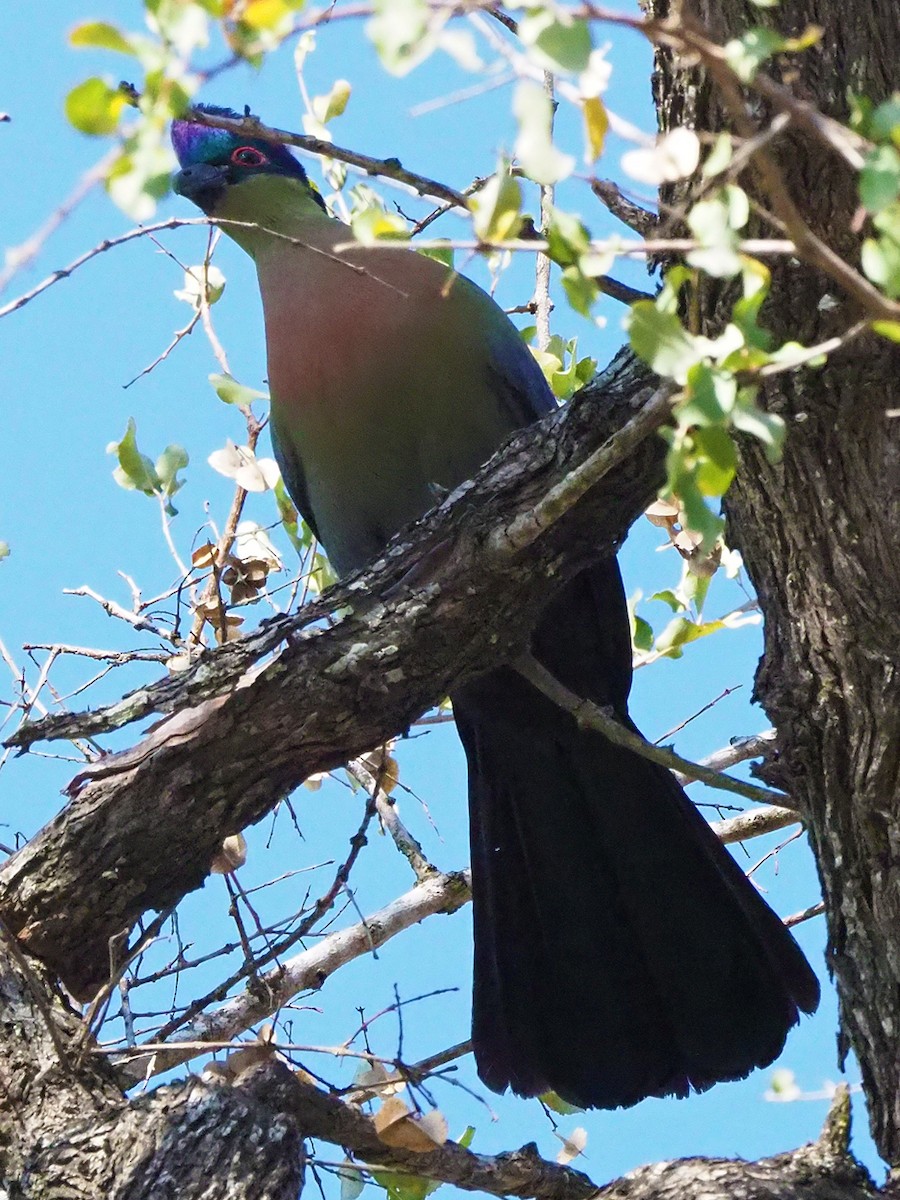 Purple-crested Turaco - ML646201663