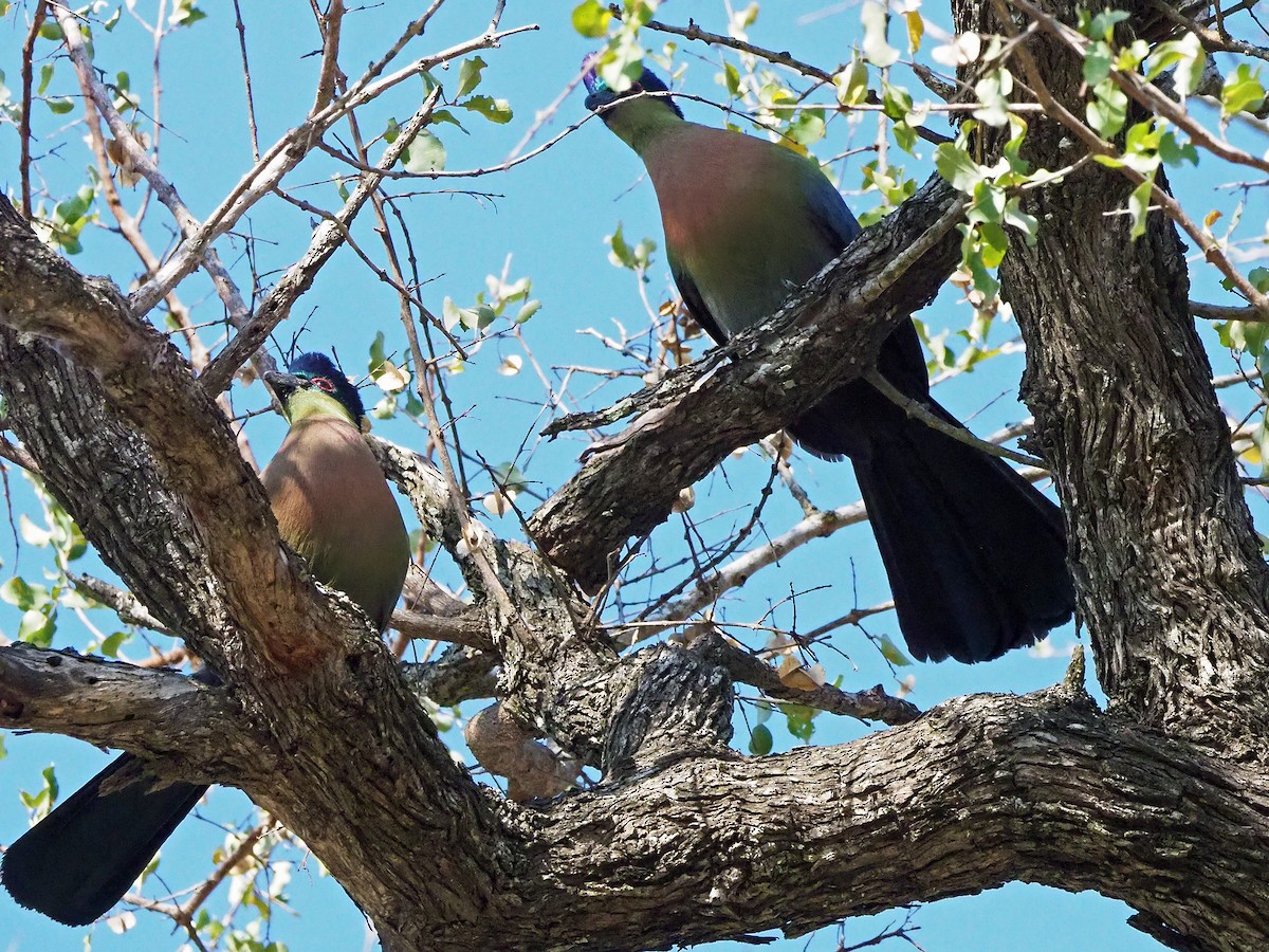 Purple-crested Turaco - ML646201664