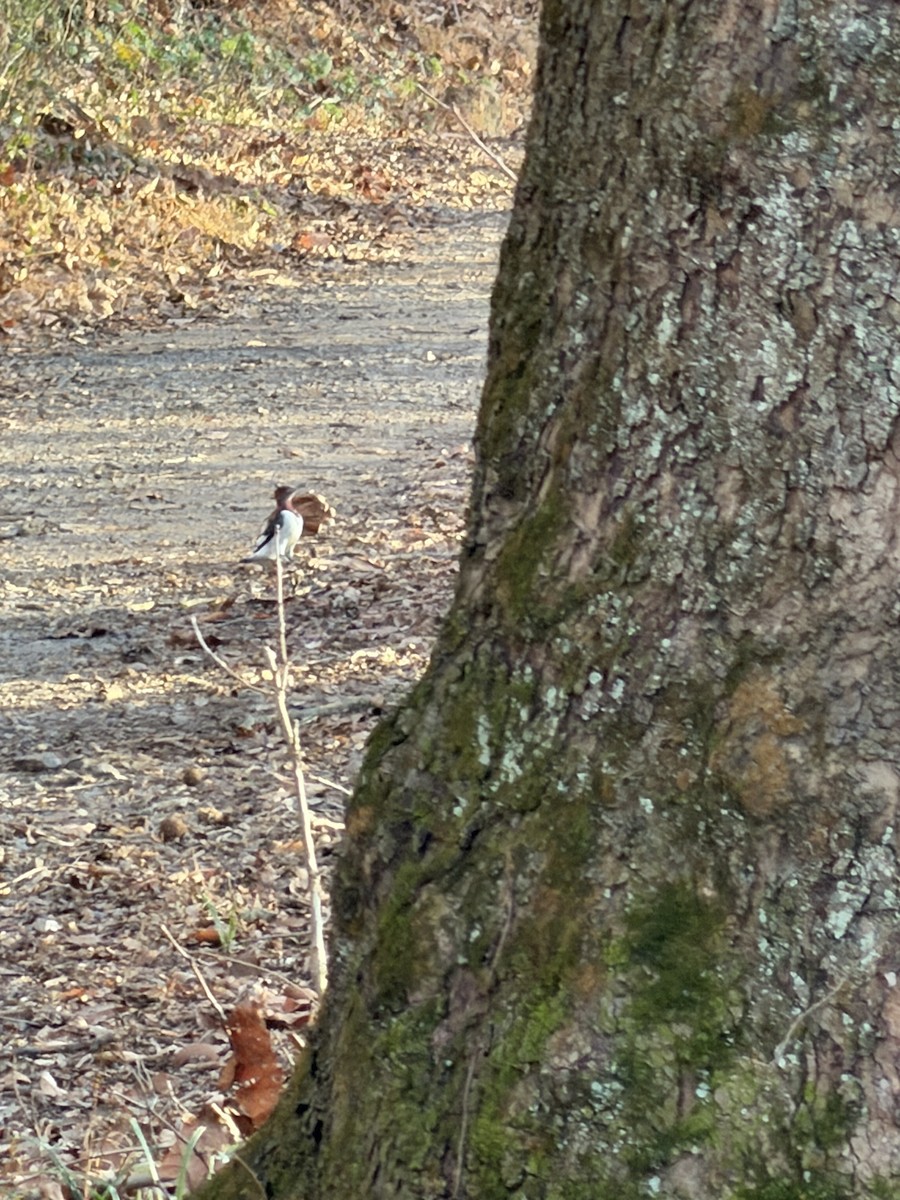 Red-headed Woodpecker - ML646201665