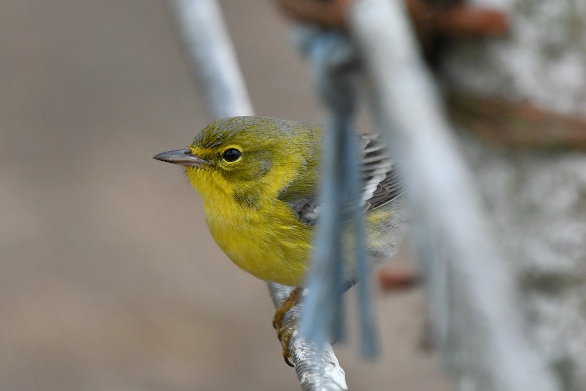 Pine Warbler - ML646201666