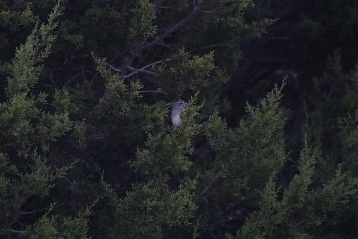 Rufous-crowned Sparrow - ML646201667