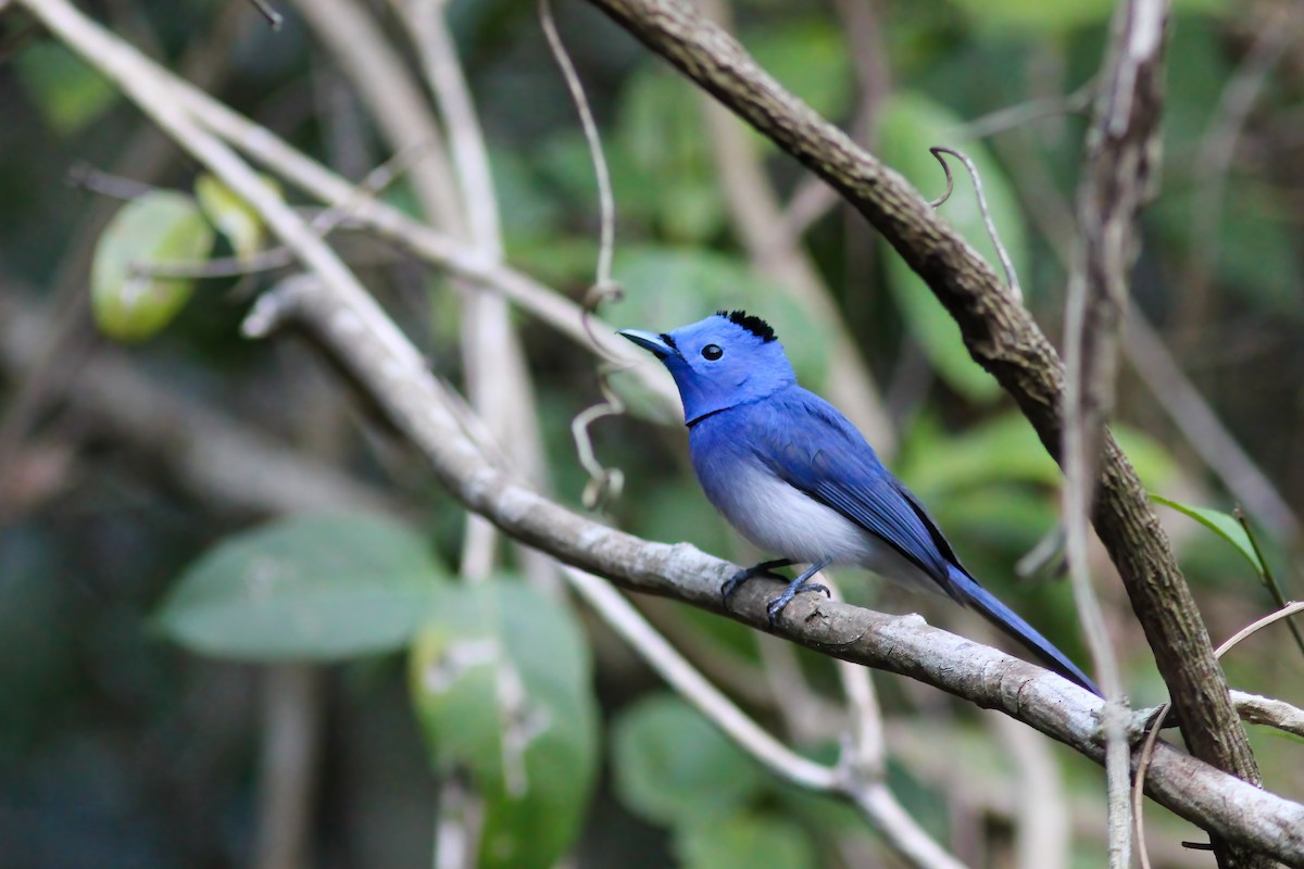 黑枕藍鶲 - ML646201668