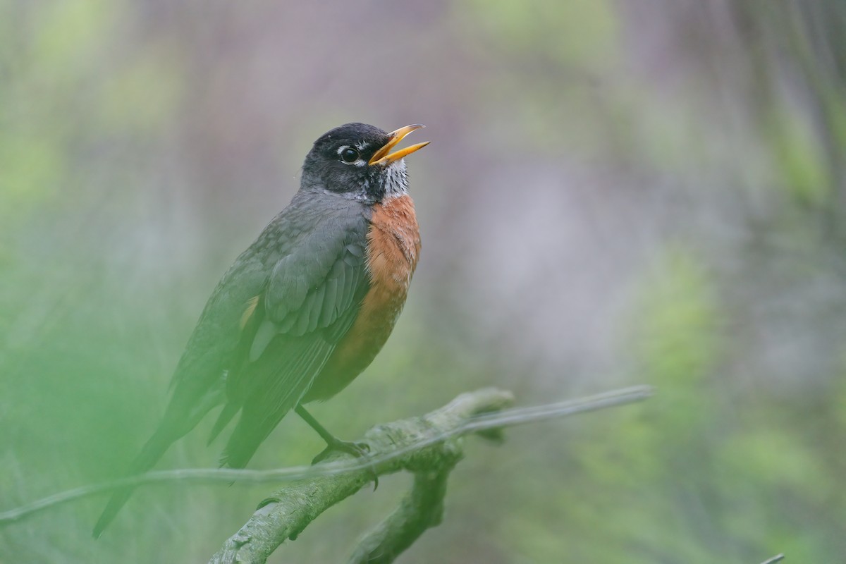 American Robin - ML646201670