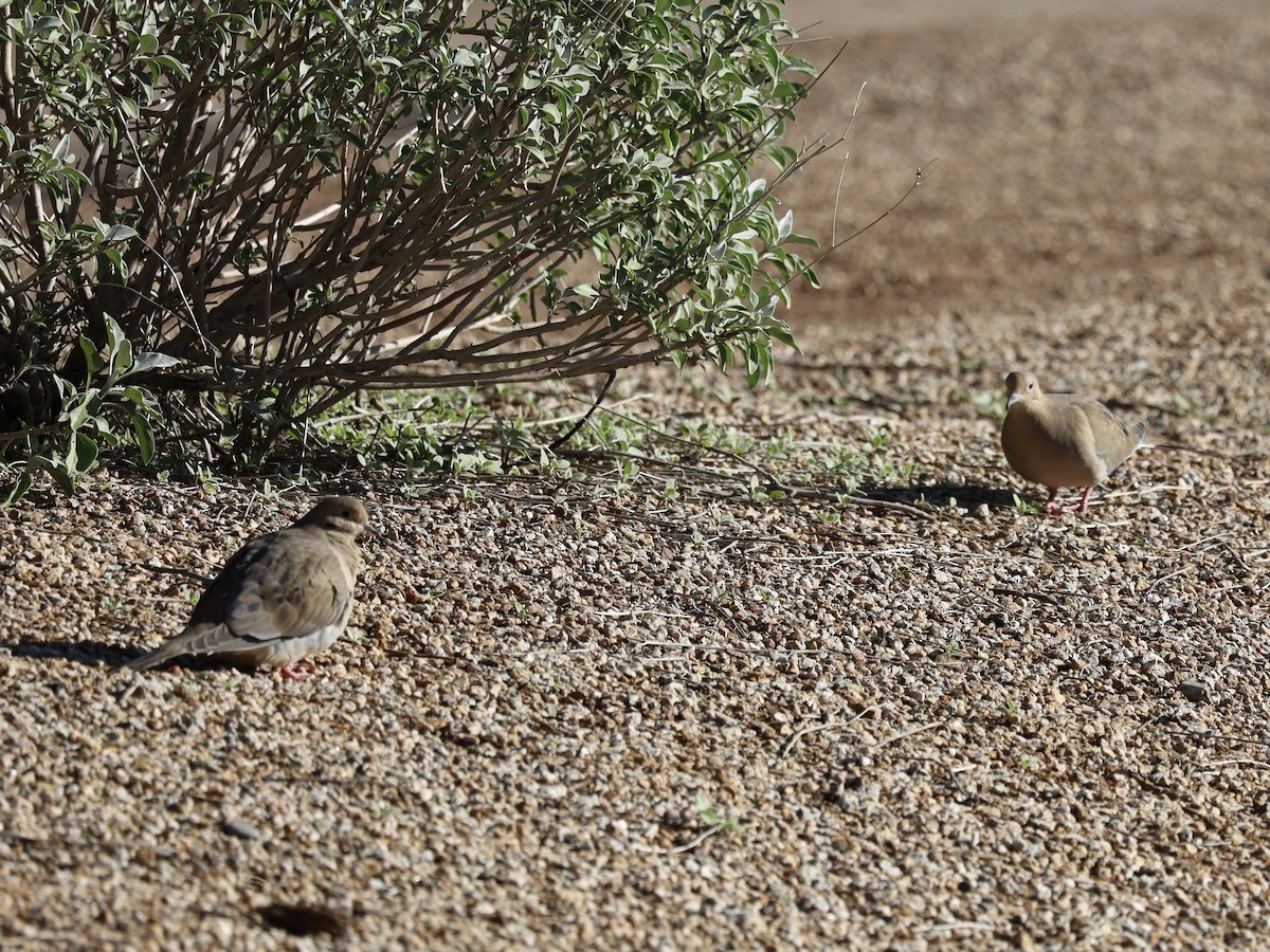 Mourning Dove - ML646201671