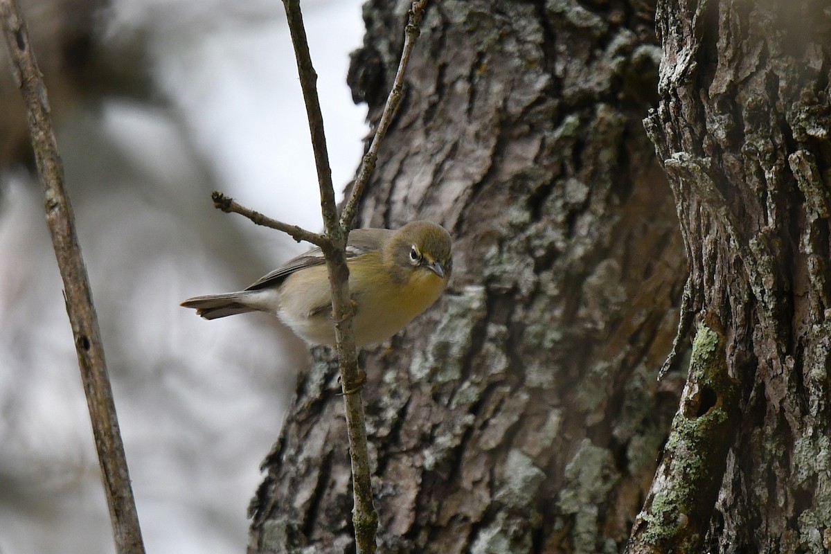 Pine Warbler - ML646201672