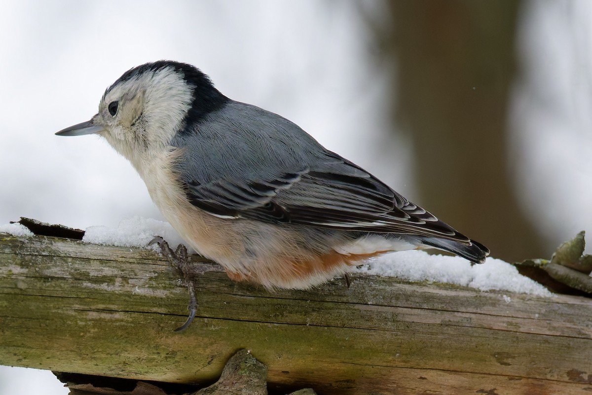 White-breasted Nuthatch - ML646201673
