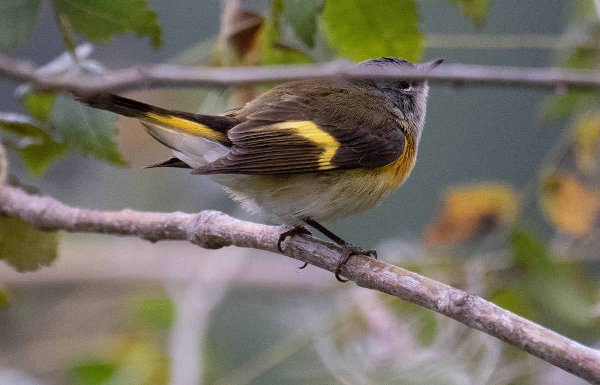 American Redstart - ML646201674