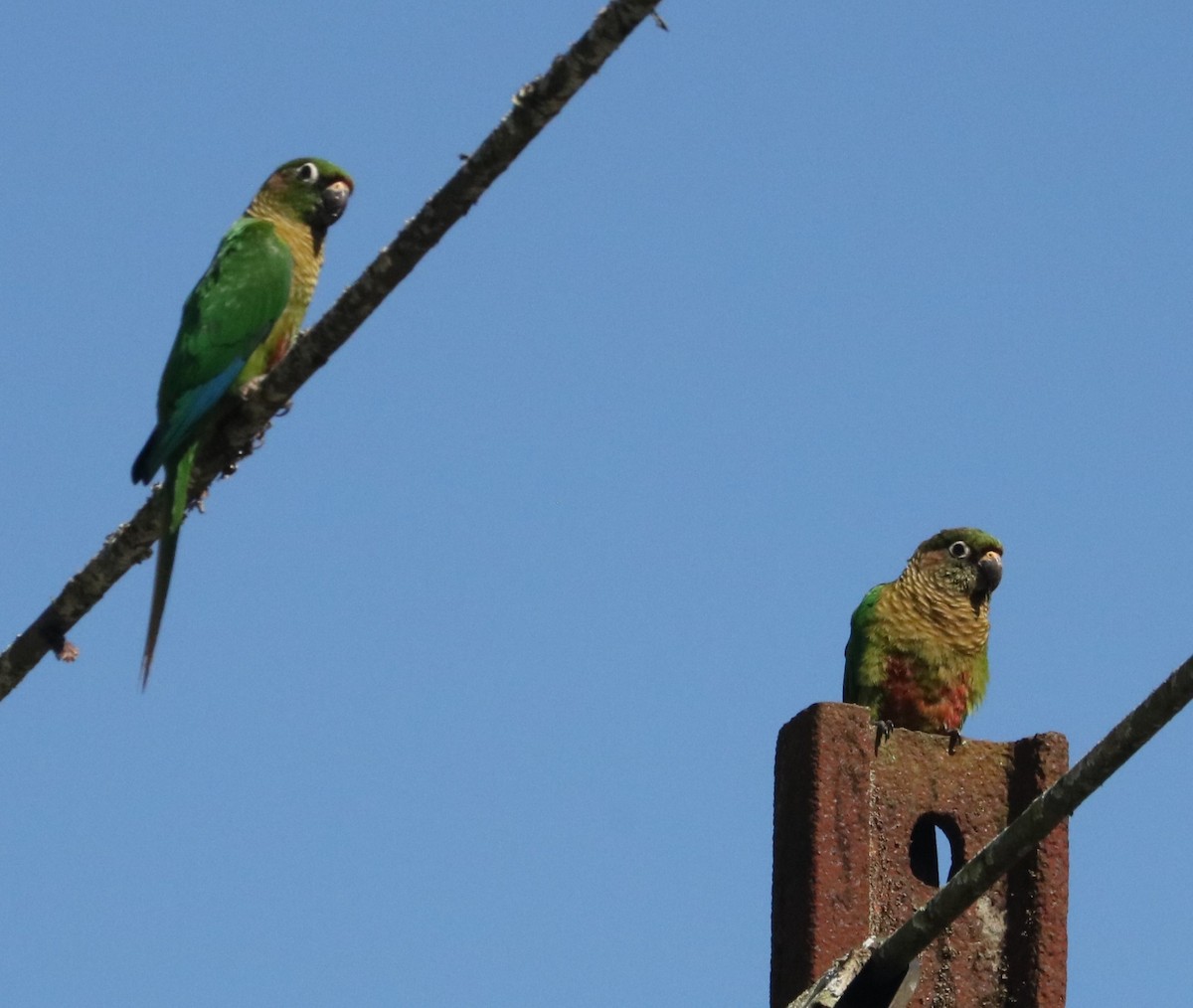 Maroon-bellied Parakeet - ML646201676