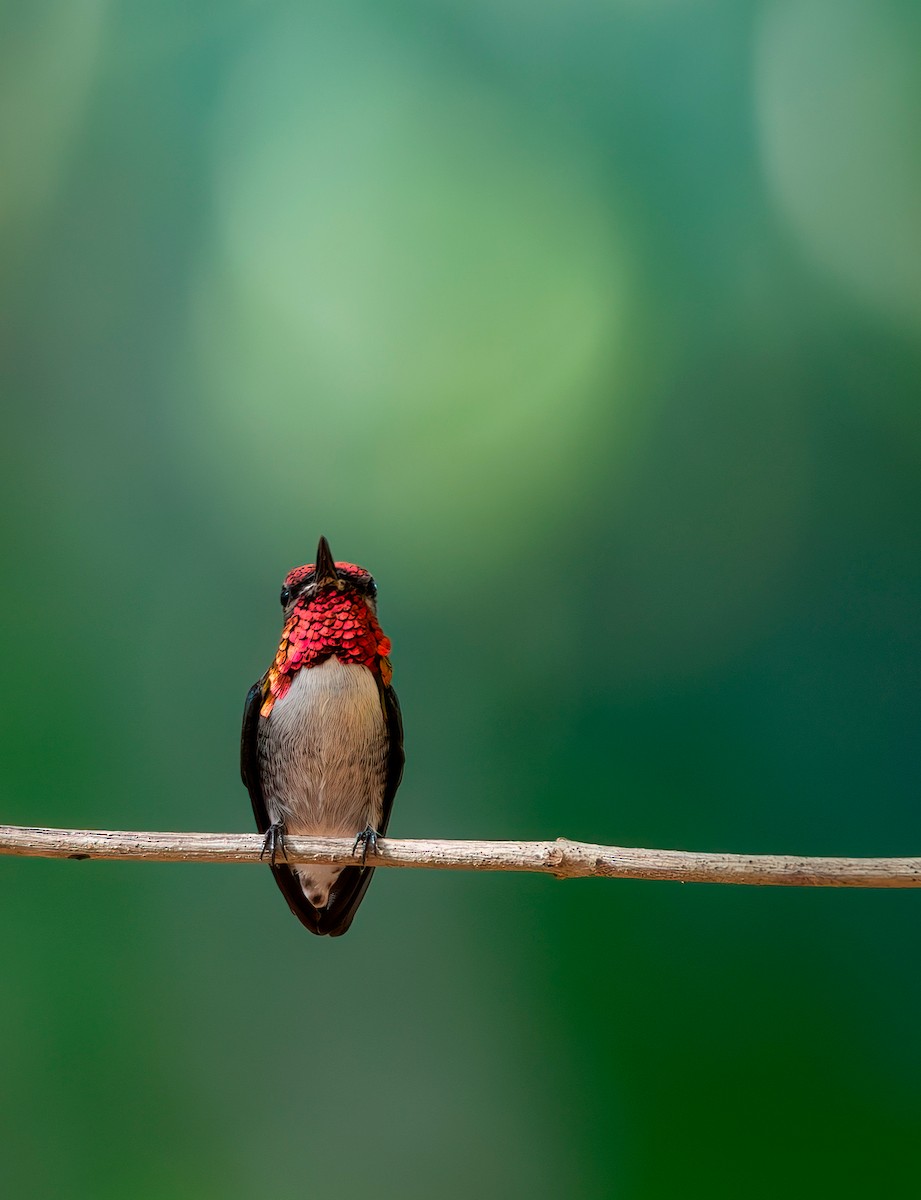 Bee Hummingbird - ML646201677