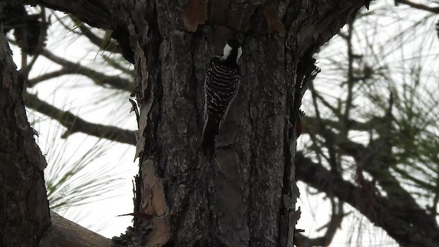 Red-cockaded Woodpecker - ML646201678