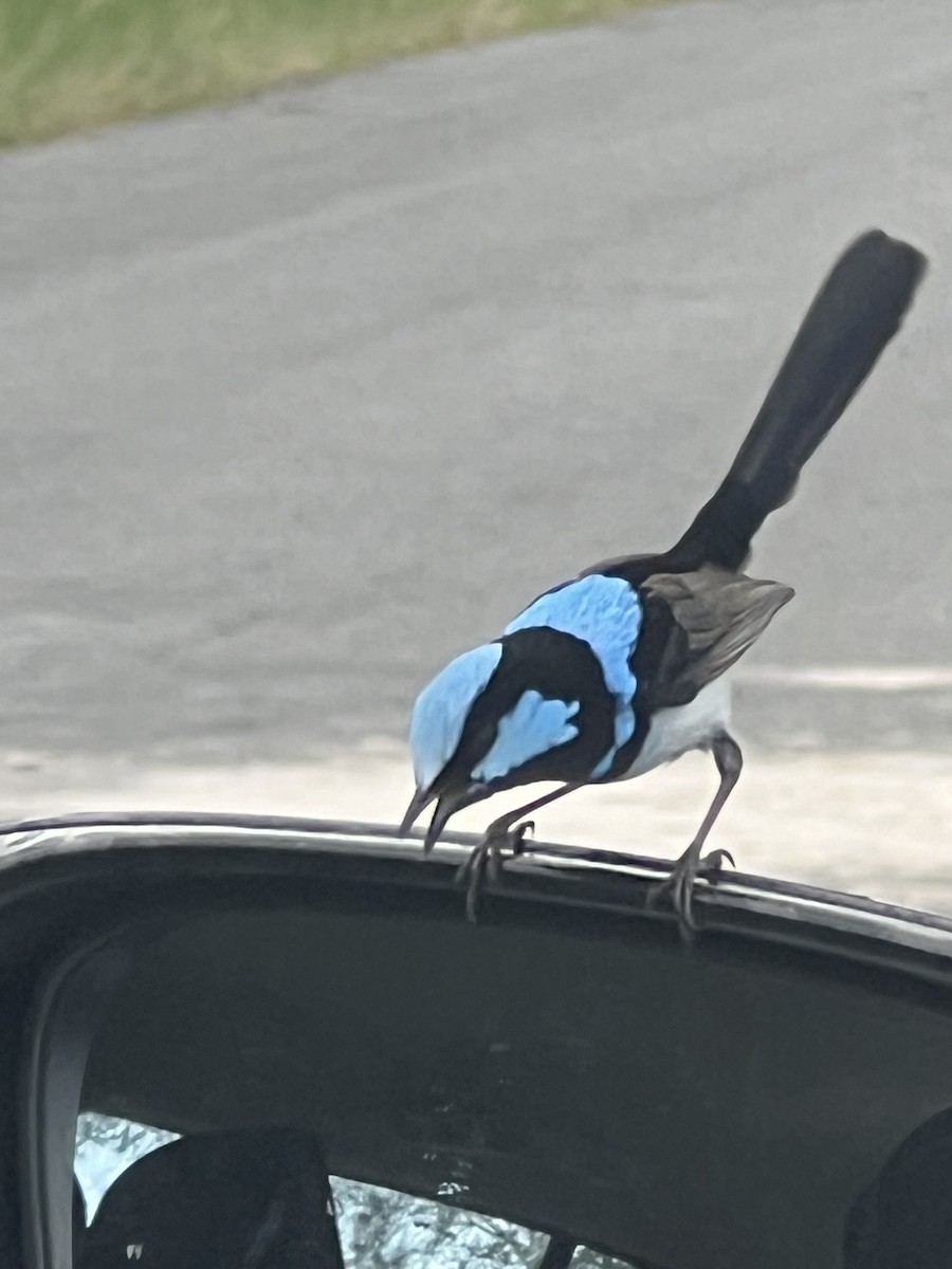 Superb Fairywren - ML646201679