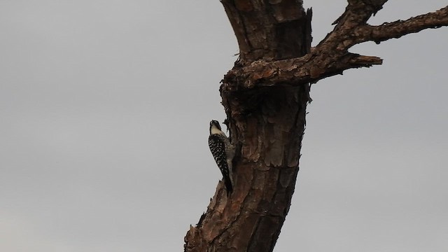 Red-cockaded Woodpecker - ML646201680