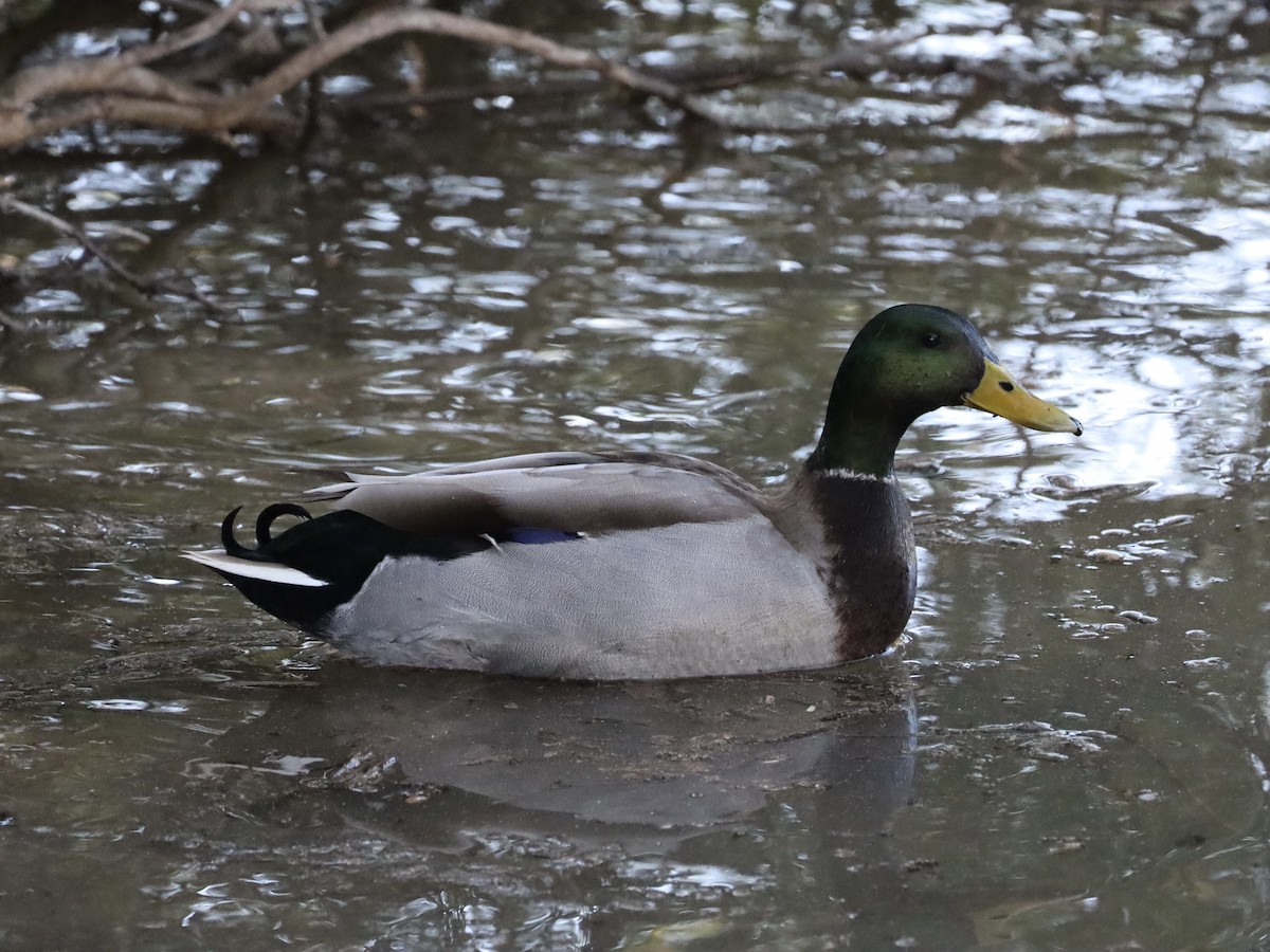 綠頭鴨 - ML646201681