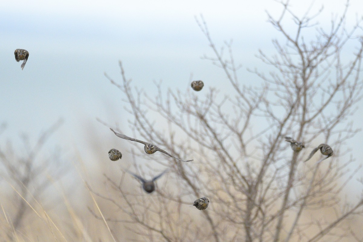 Red-winged Blackbird - ML646201682