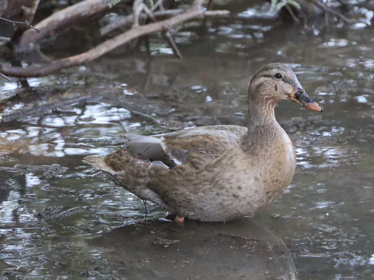 綠頭鴨 - ML646201683