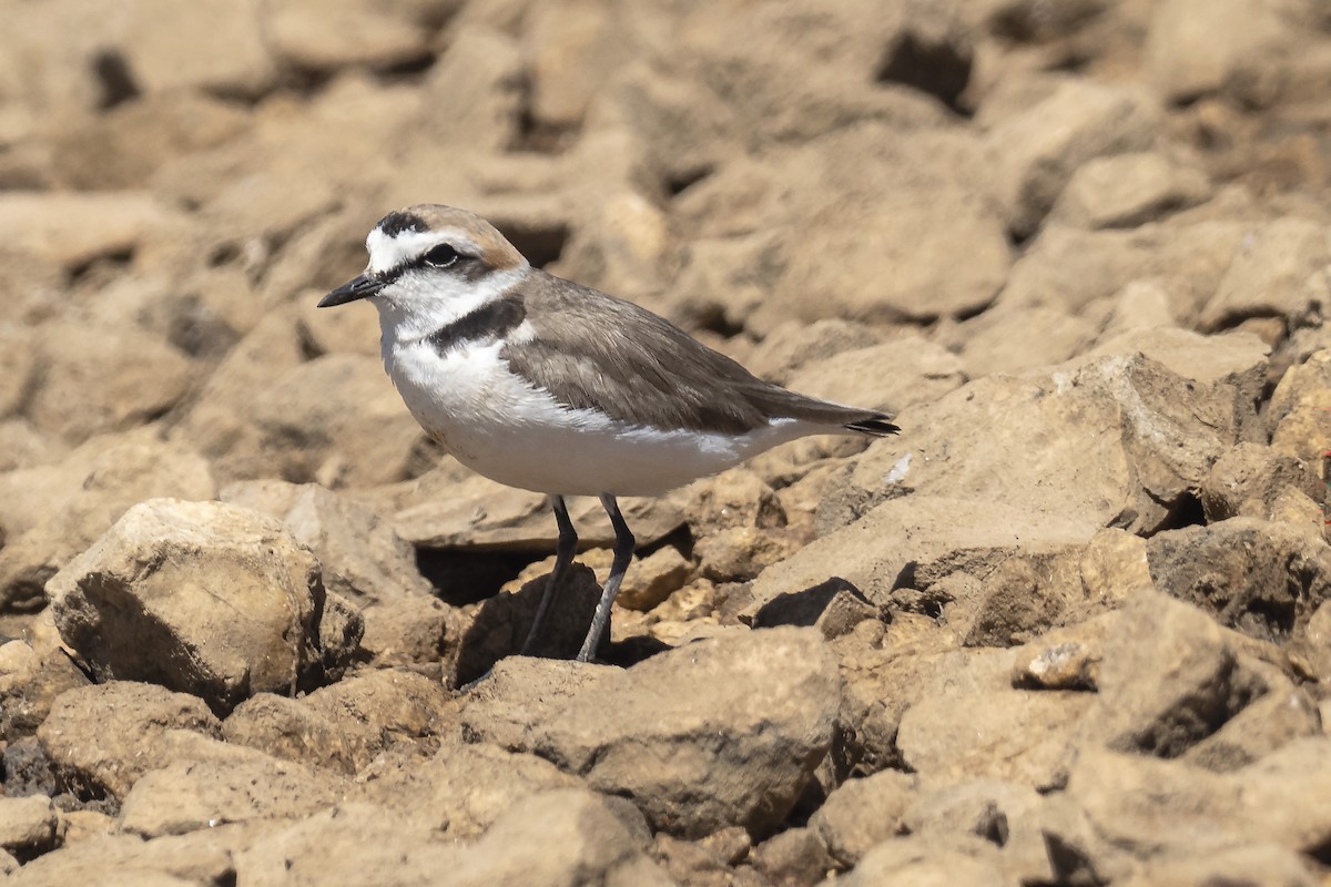 東方環頸鴴 - ML646201684