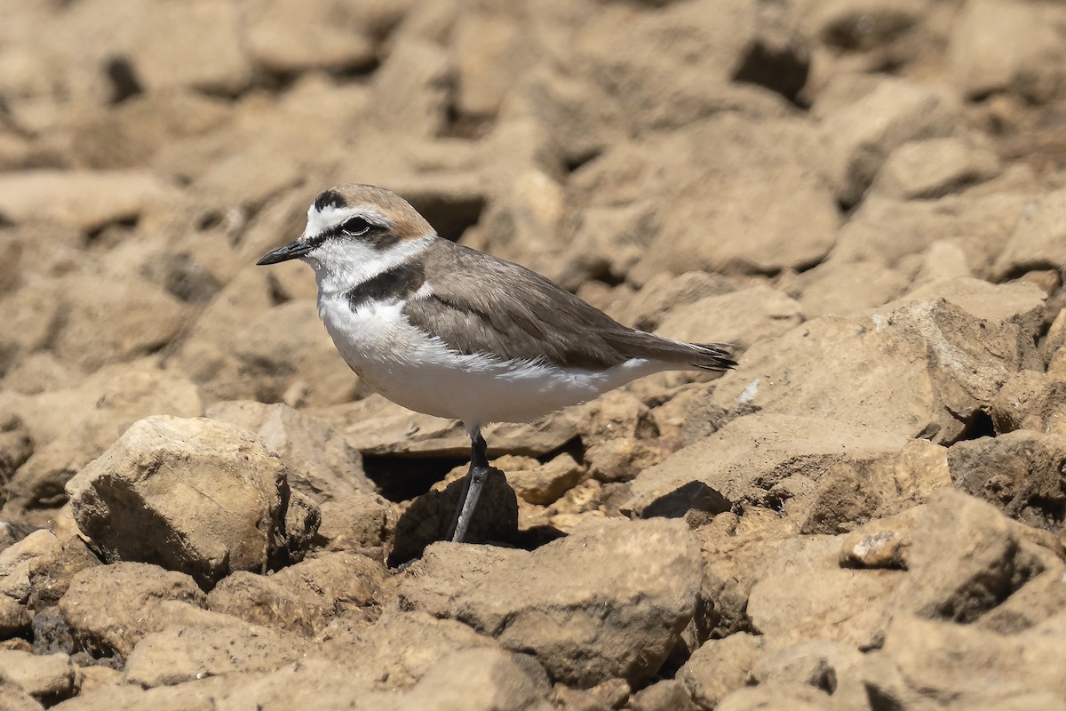 東方環頸鴴 - ML646201685