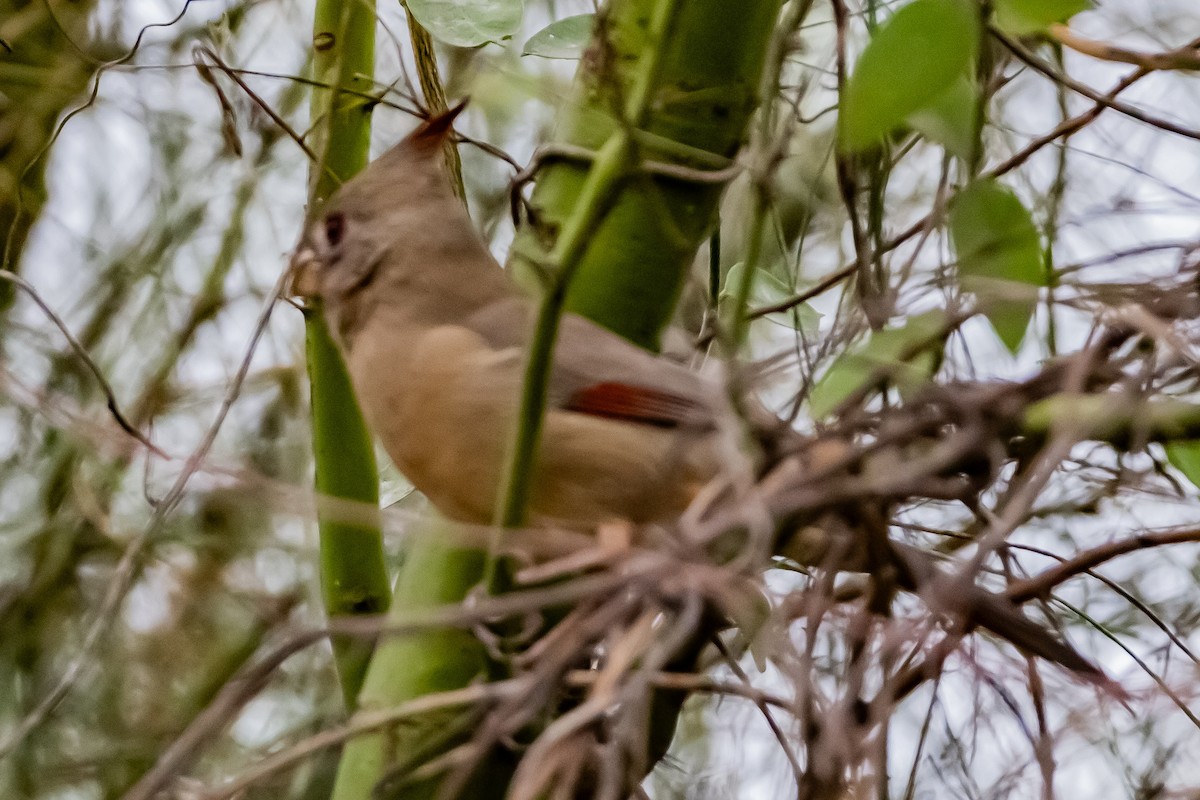 Pyrrhuloxia - ML646201686