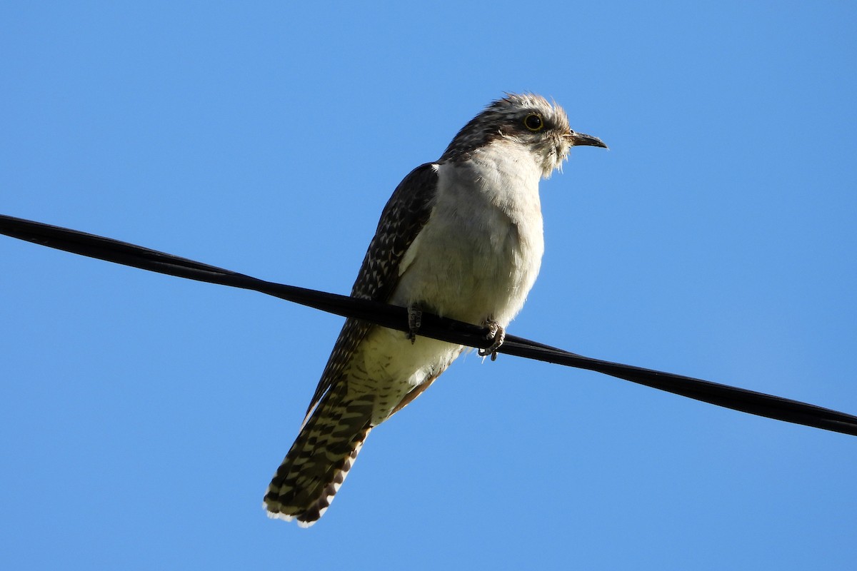 Pallid Cuckoo - ML646201702