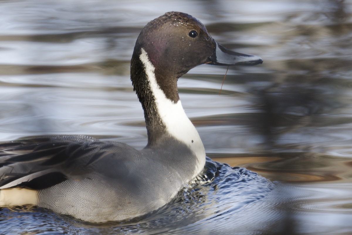 Northern Pintail - ML646201706