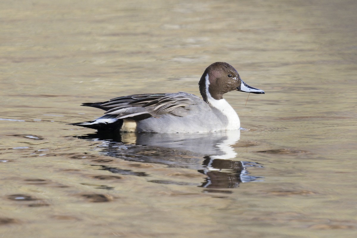 Northern Pintail - ML646201707