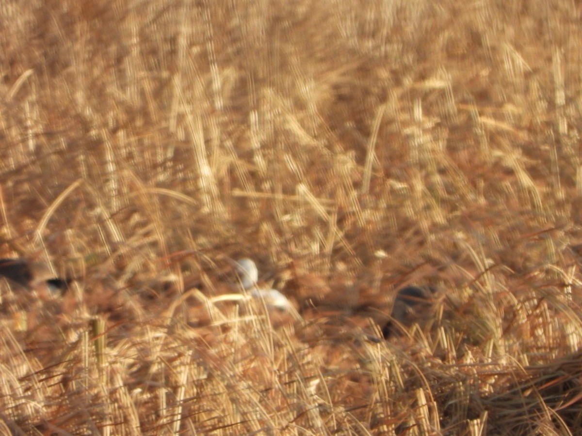 Ross's Goose - ML646201713