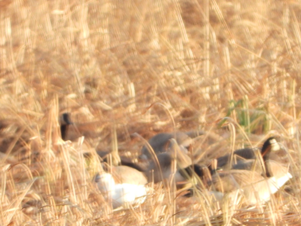 Ross's Goose - ML646201714