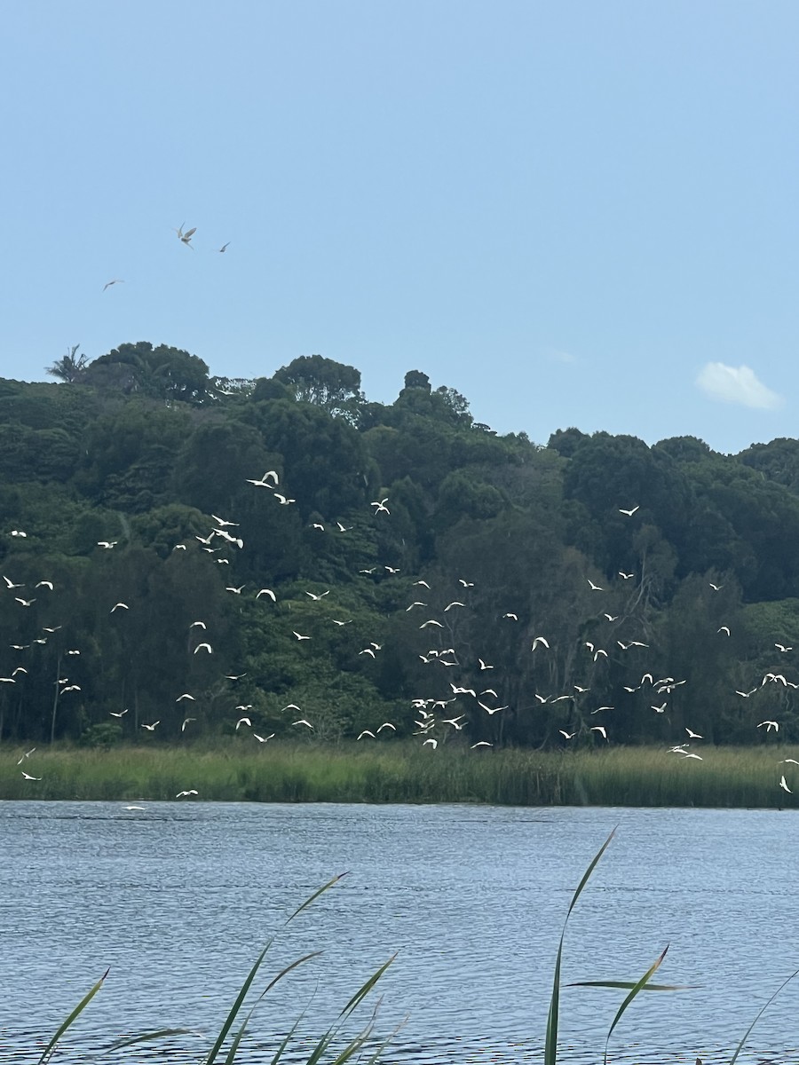 Little Corella - ML646201716