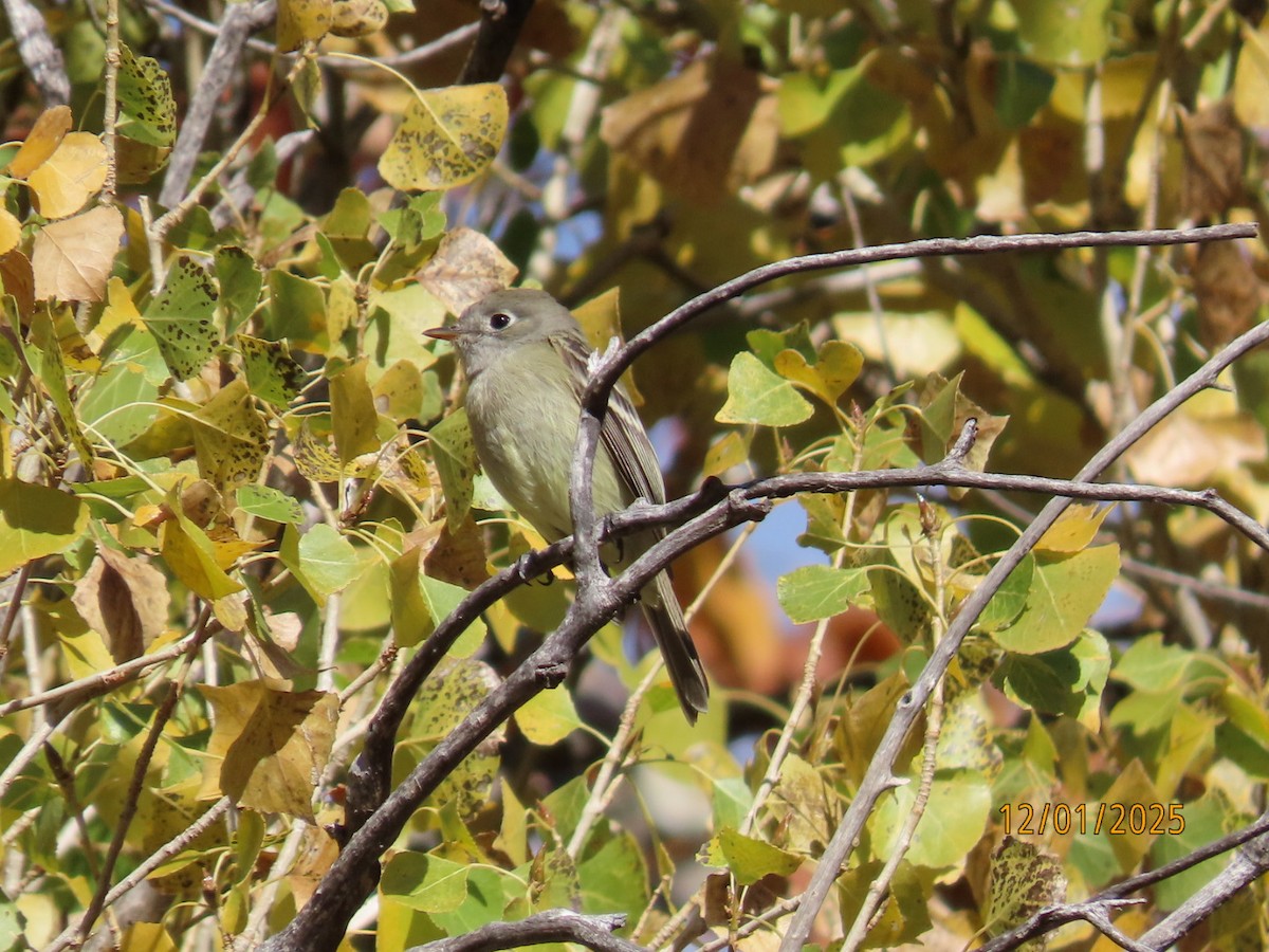 Hammond's Flycatcher - ML646201719