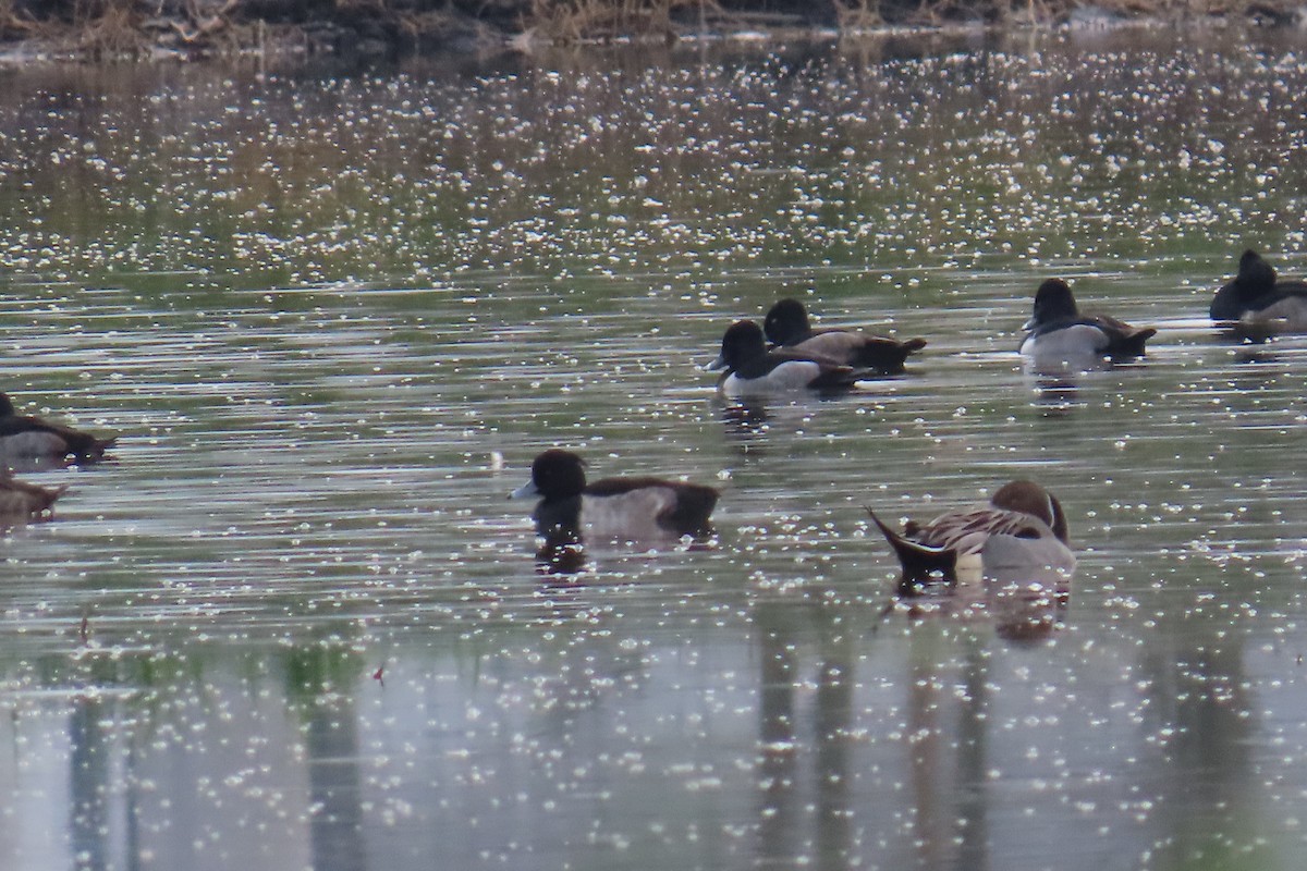 キンクロハジロ - ML646201723