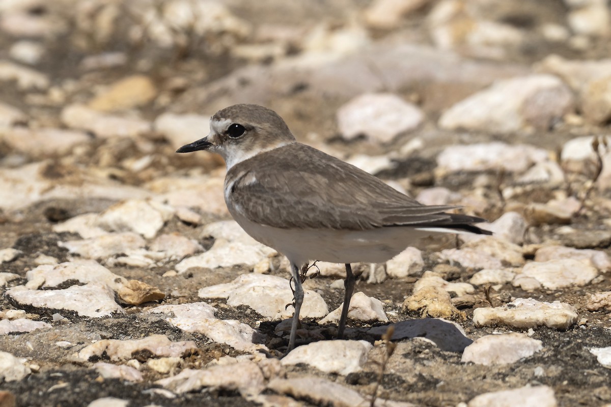 hvitbrystlo - ML646201724