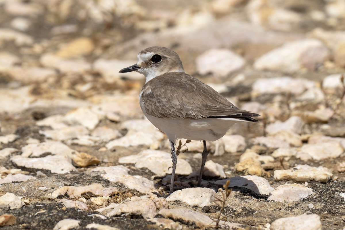 hvitbrystlo - ML646201726