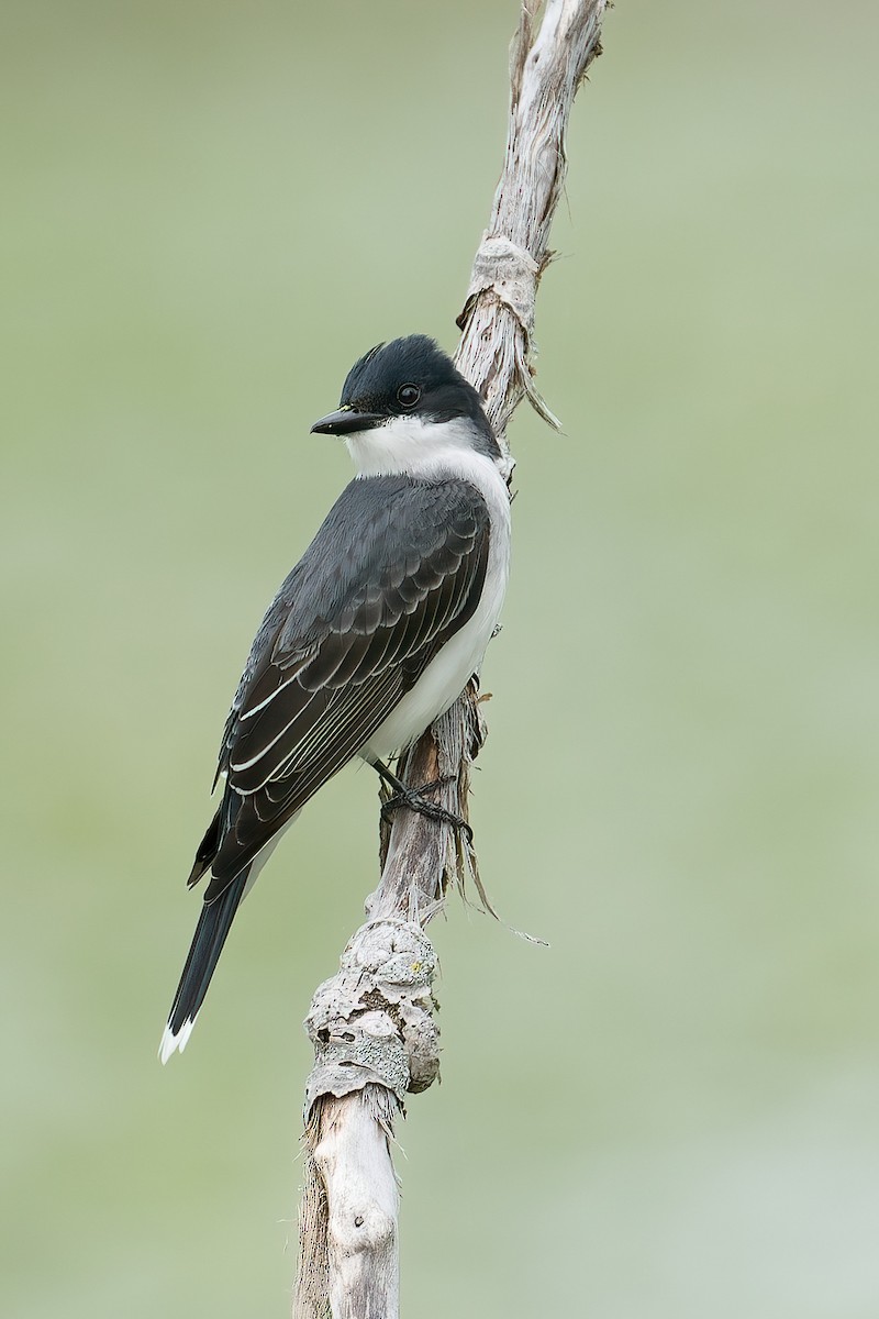 Tirano Oriental - ML646201732