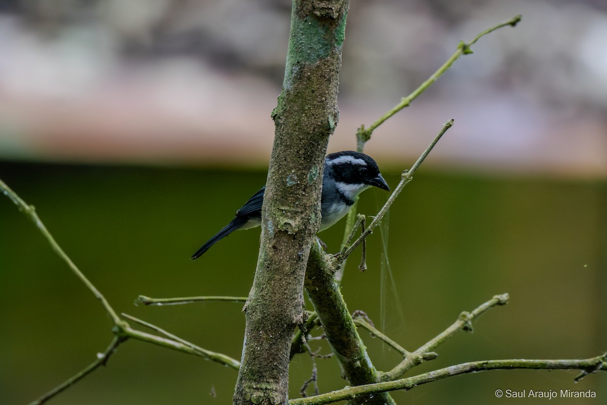 Black-capped Sparrow - ML646201733