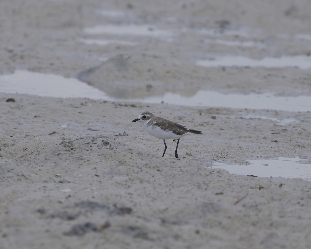 Tibetan Sand-Plover - ML646201735