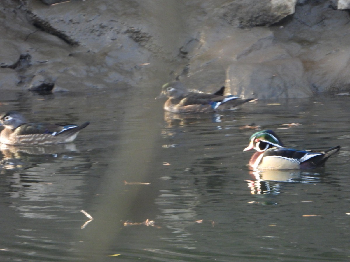 Wood Duck - ML646201739