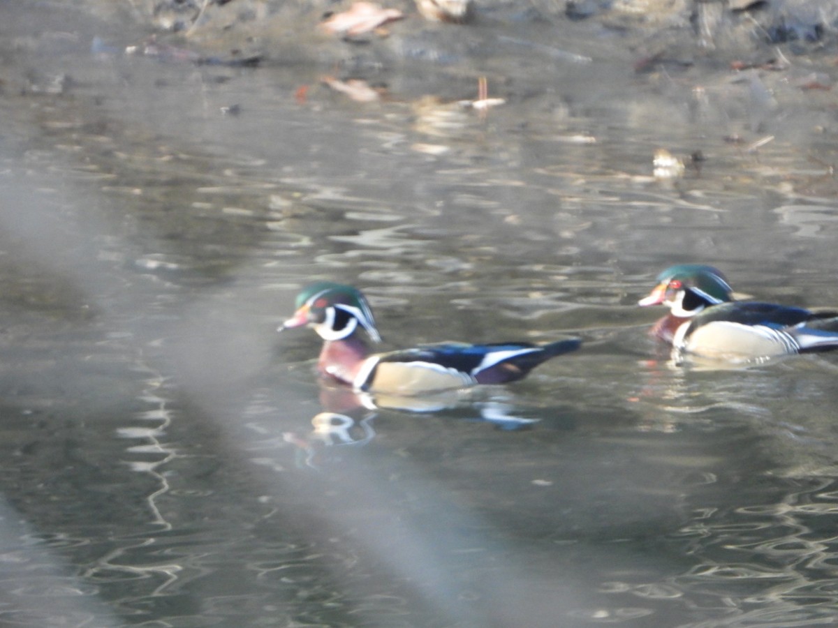 Wood Duck - ML646201740