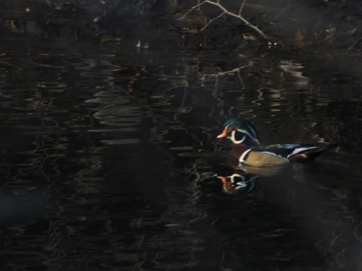 Wood Duck - ML646201741